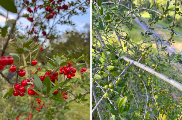 Crafting the Perfect Yaupon Tea