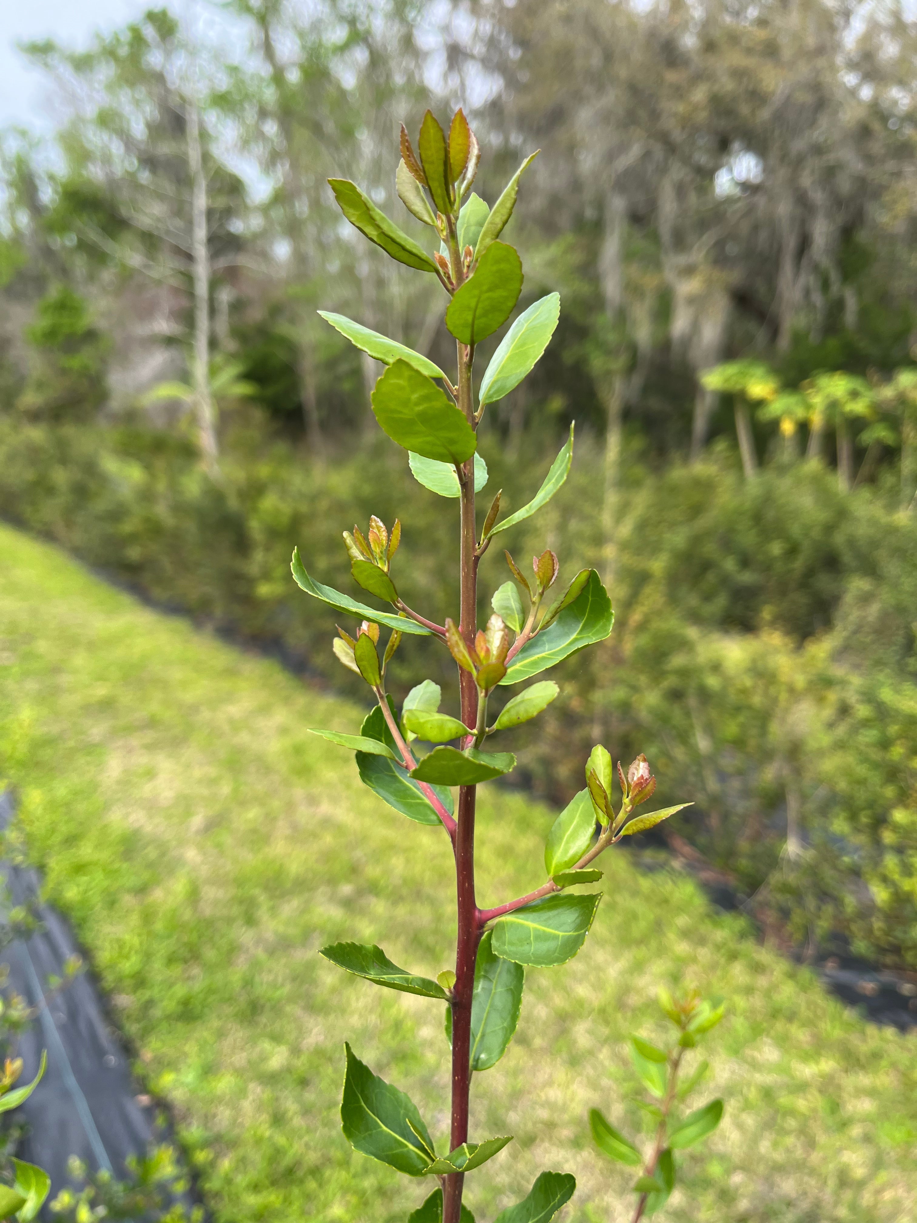 Rise Yaupon: The Future of Tea in the United States - Why Yaupon Holly is a Game-Changer