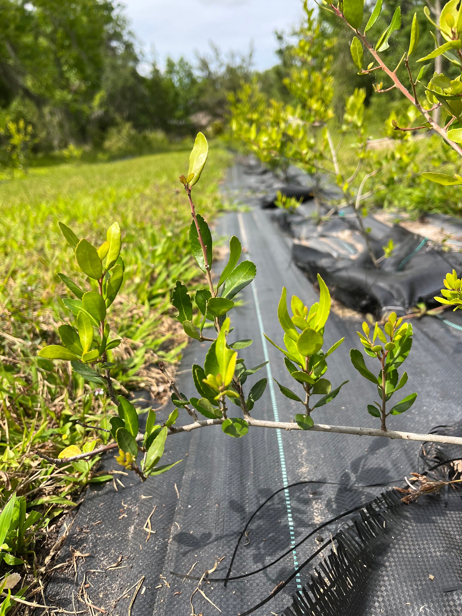 yaupon holly farm