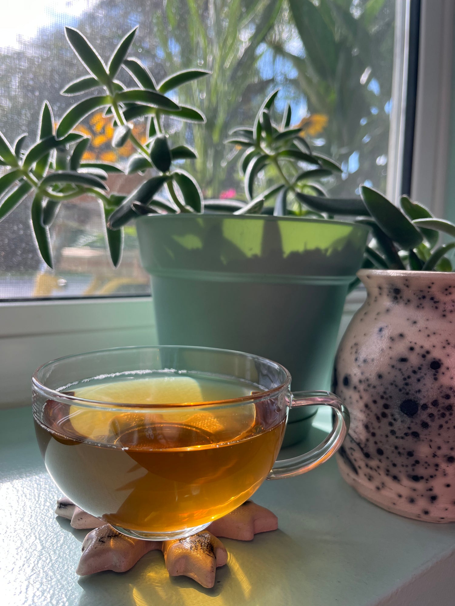 Yaupon Tea vs. Green Tea: Exploring the Differences and Benefits