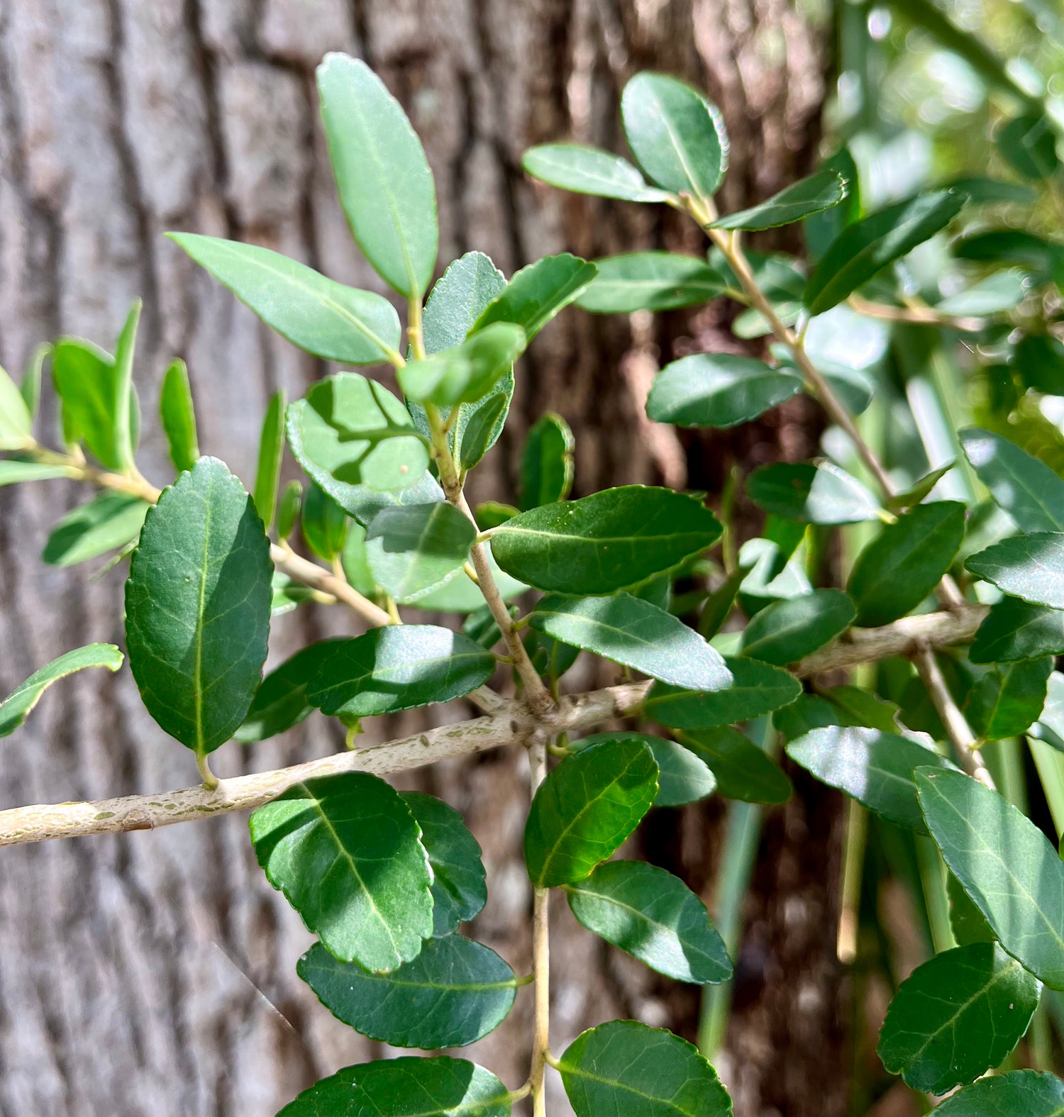 Exploring Yaupon Tea: Potential Side Effects, Safety Considerations, and Our Commitment to Quality