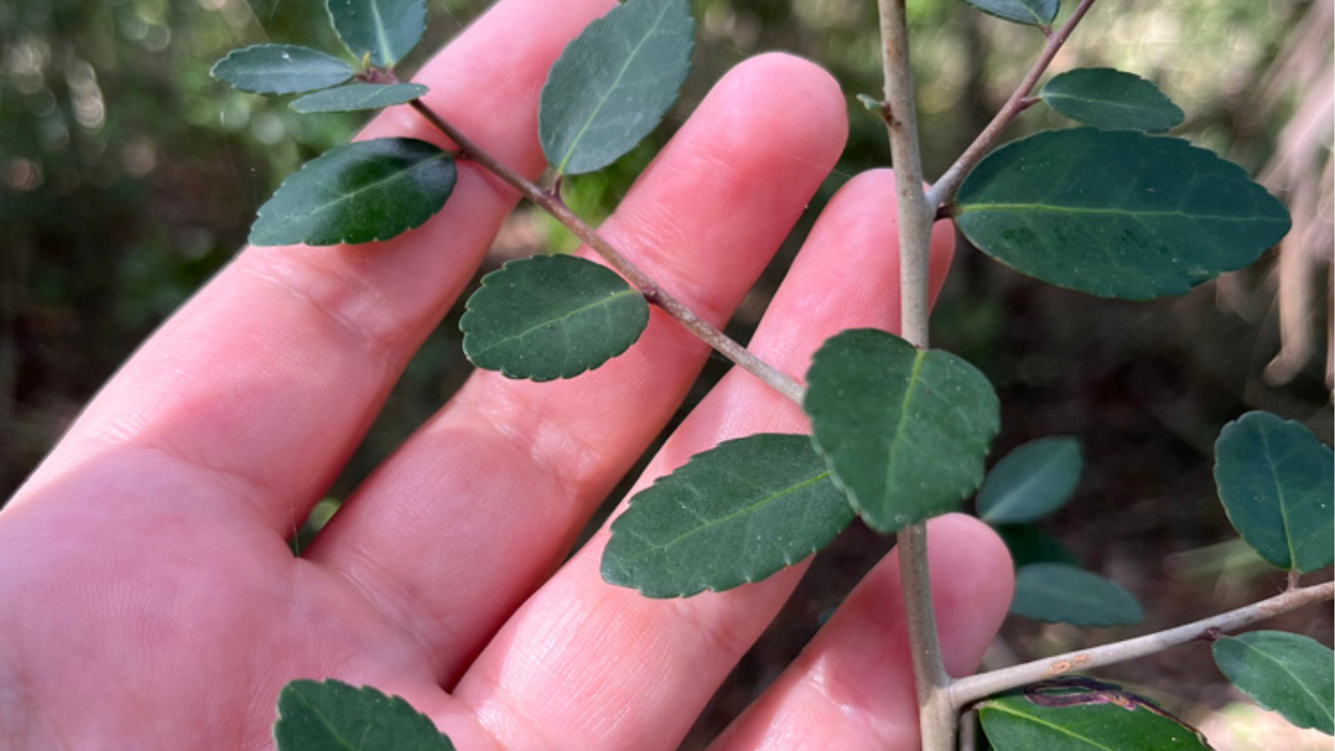 From Farm to Your Cup: The Story of Rise Yaupon's Sustainable Sourcing