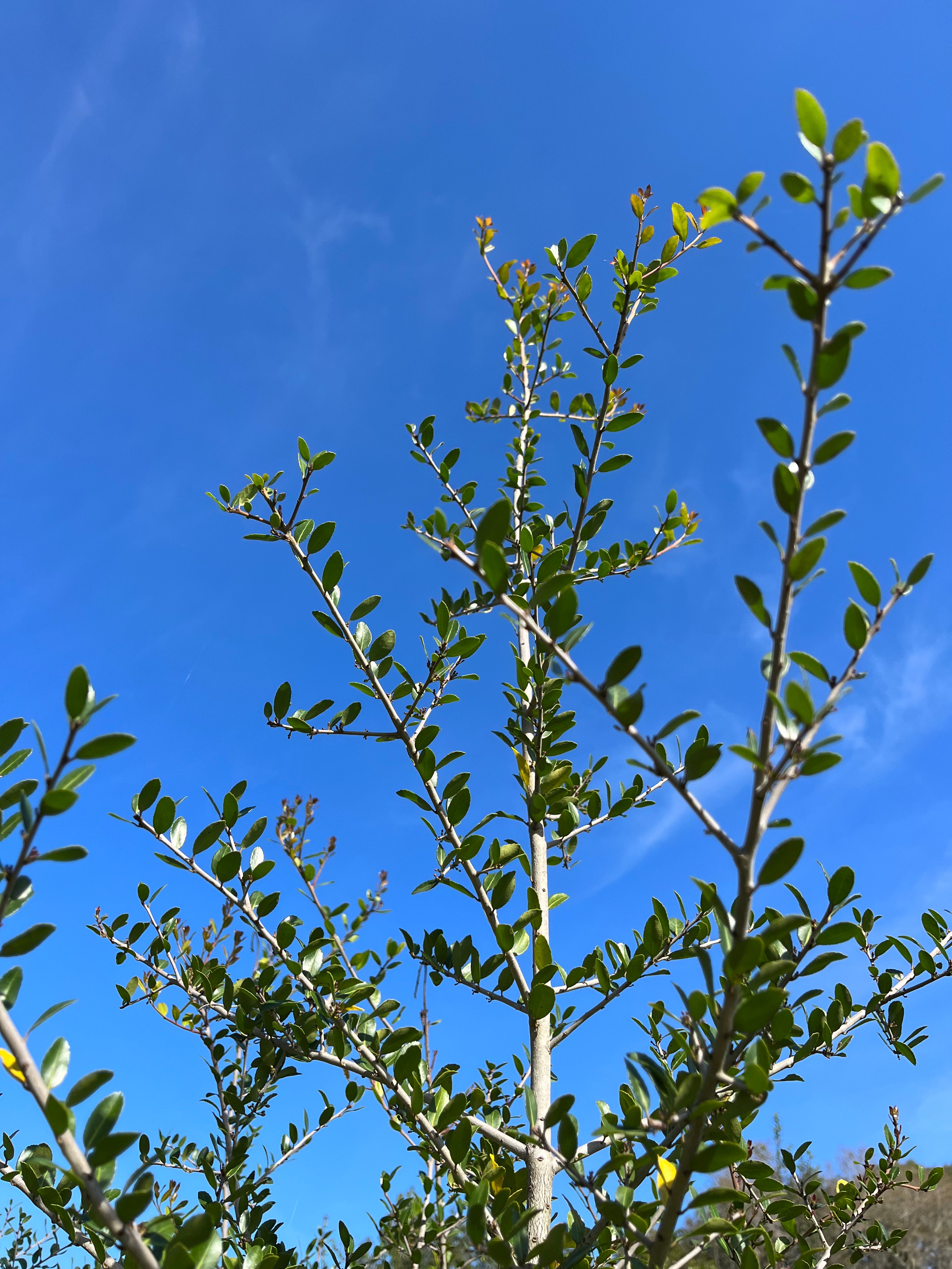 Yaupon tree new growth