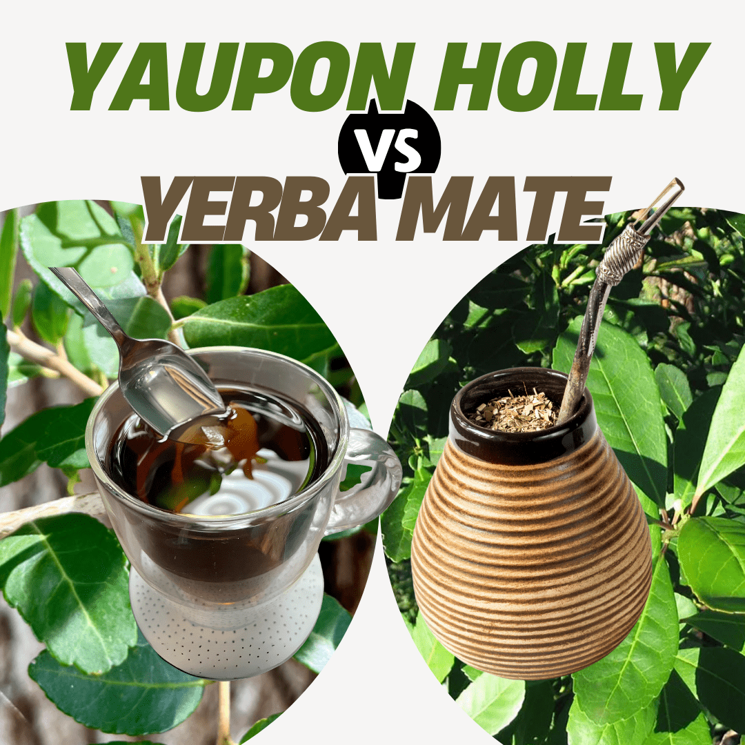 Yaupon Holly vs. Yerba Mate: Two Energizing Teas