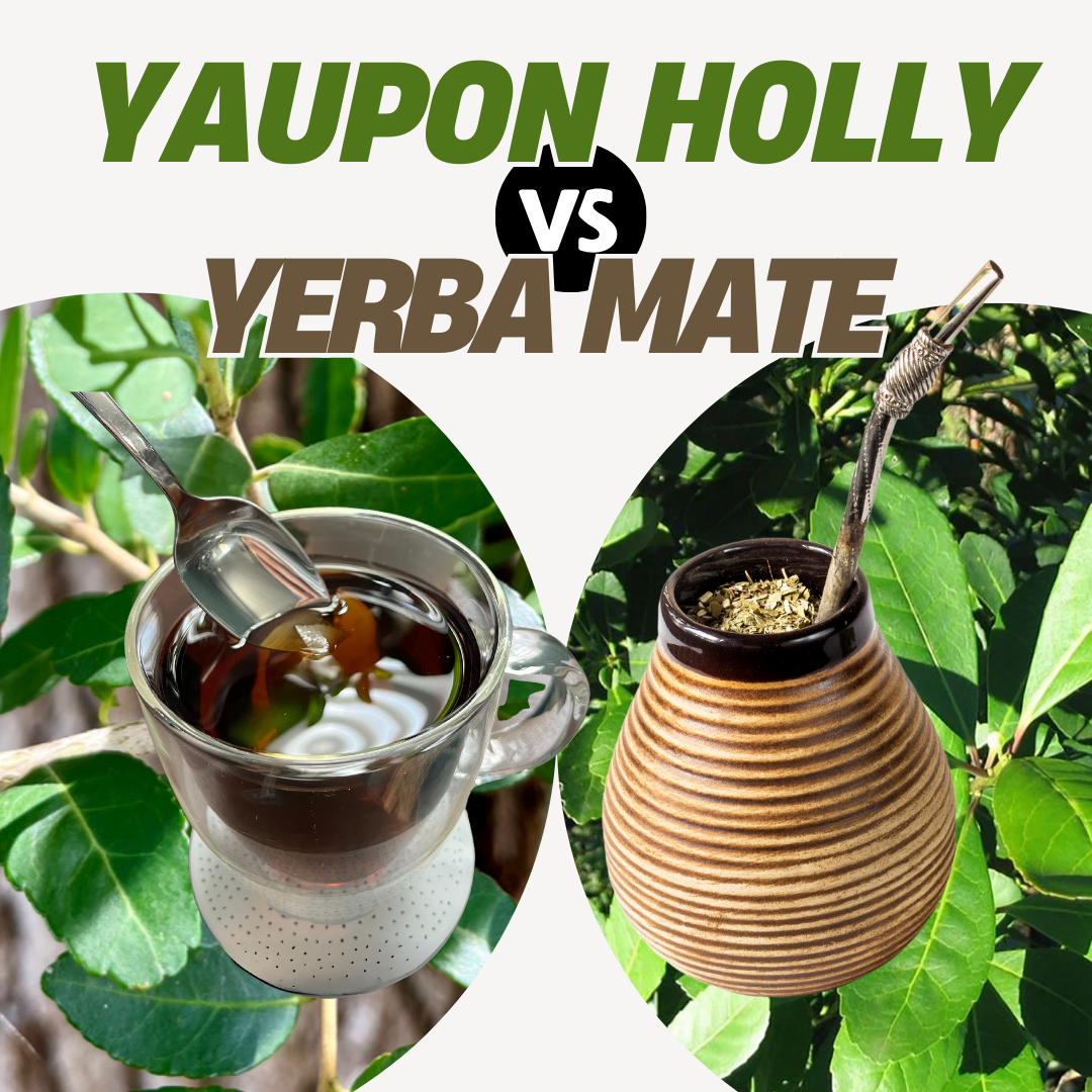 Yaupon Holly vs. Yerba Mate: Two Energizing Teas