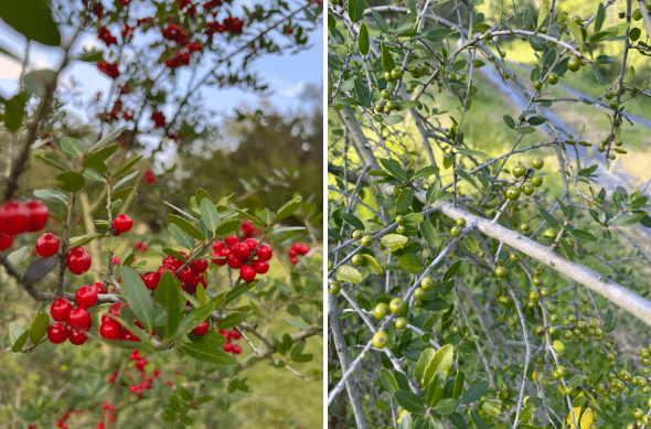 Crafting the Perfect Yaupon Tea