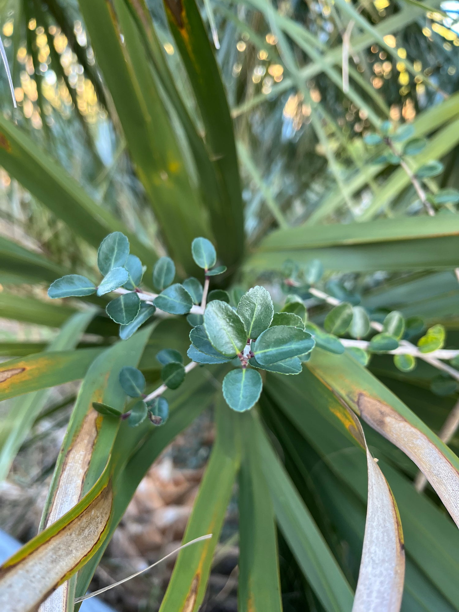 yaupon growing in palm fronds