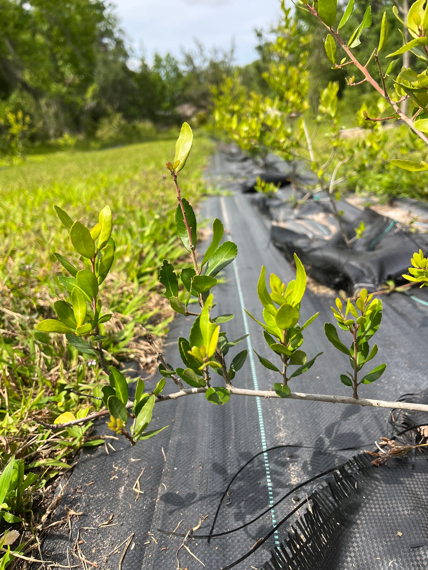 yaupon holly farm