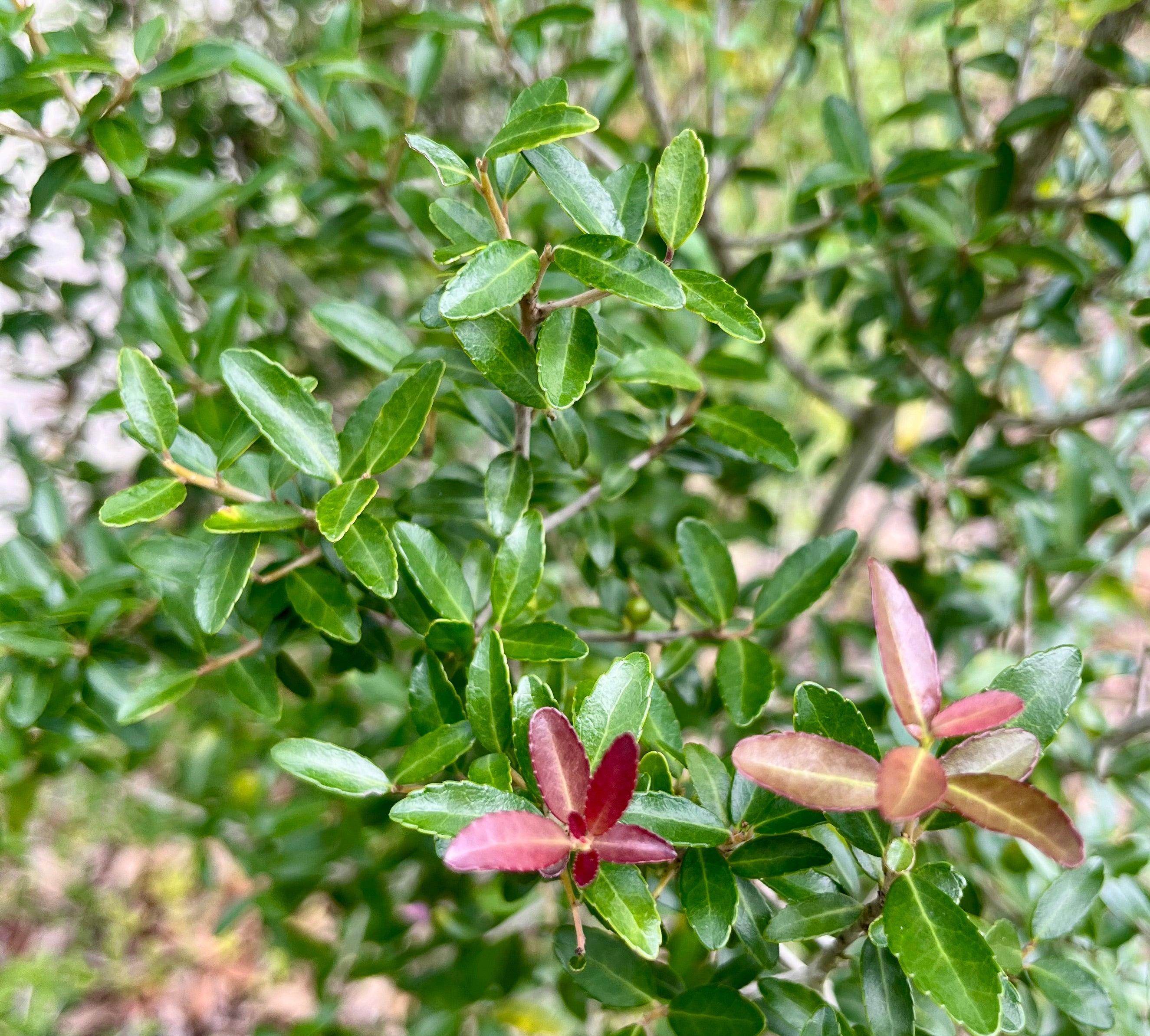 Celebrating Yaupon Tea - America’s Tariff-Proof Caffeine