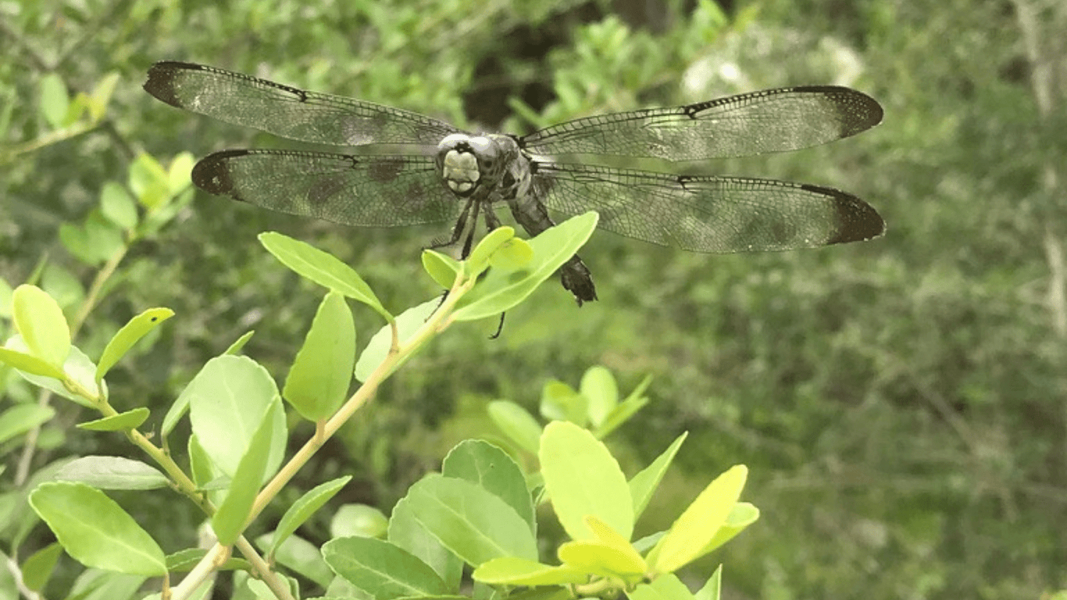 A Journey to Well-being: Nurturing Mind, Body, and Soul with Rise Yaupon Tea
