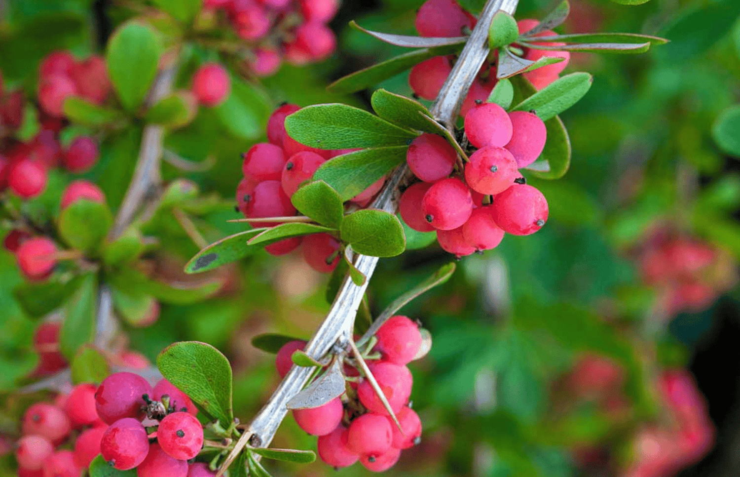 Indulge in Decadent Refreshment with Rise Yaupon's Chocolate Mint-Up Tea