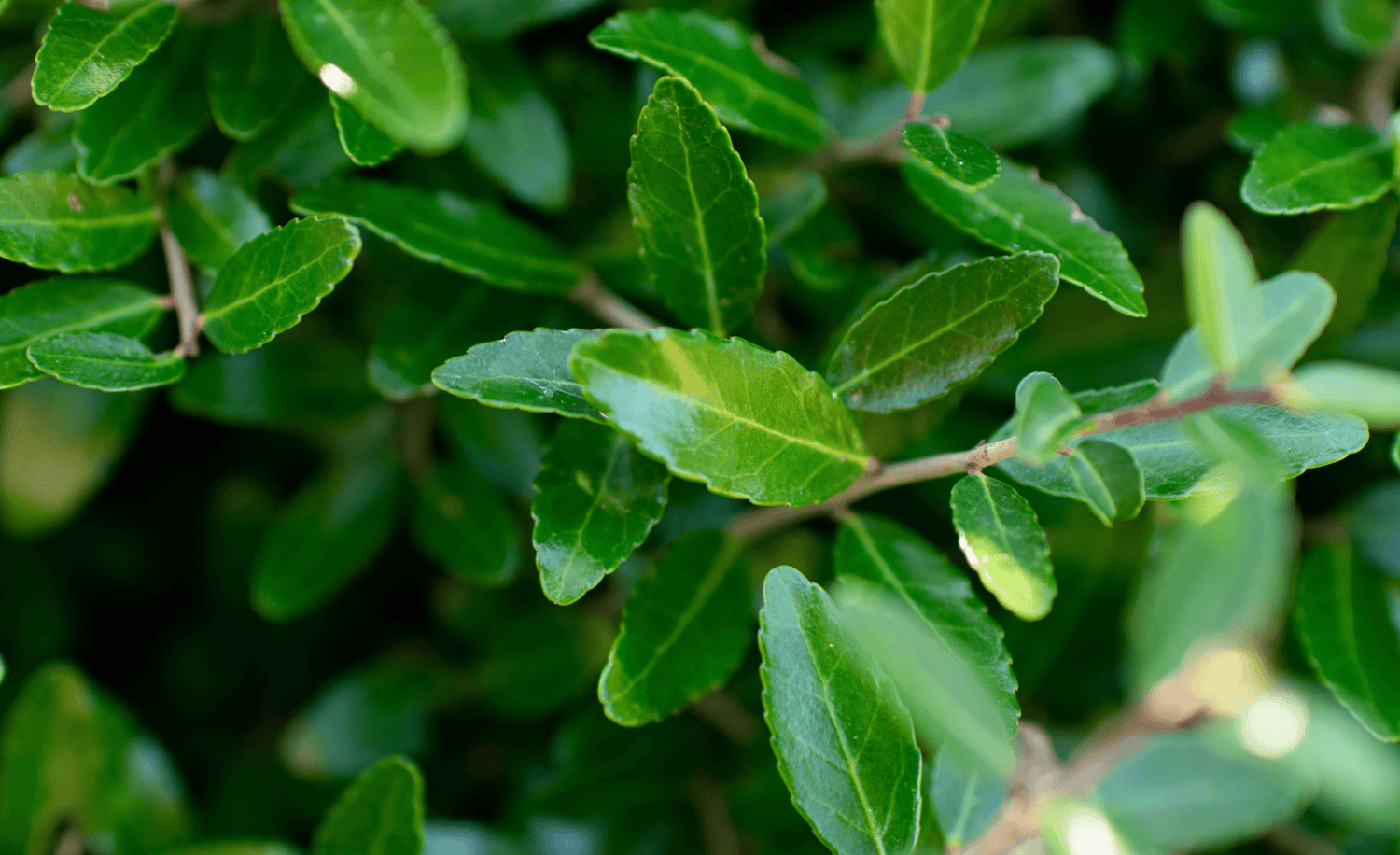 Discover the Benefits of Rise Yaupon's Healthy Kick Tea