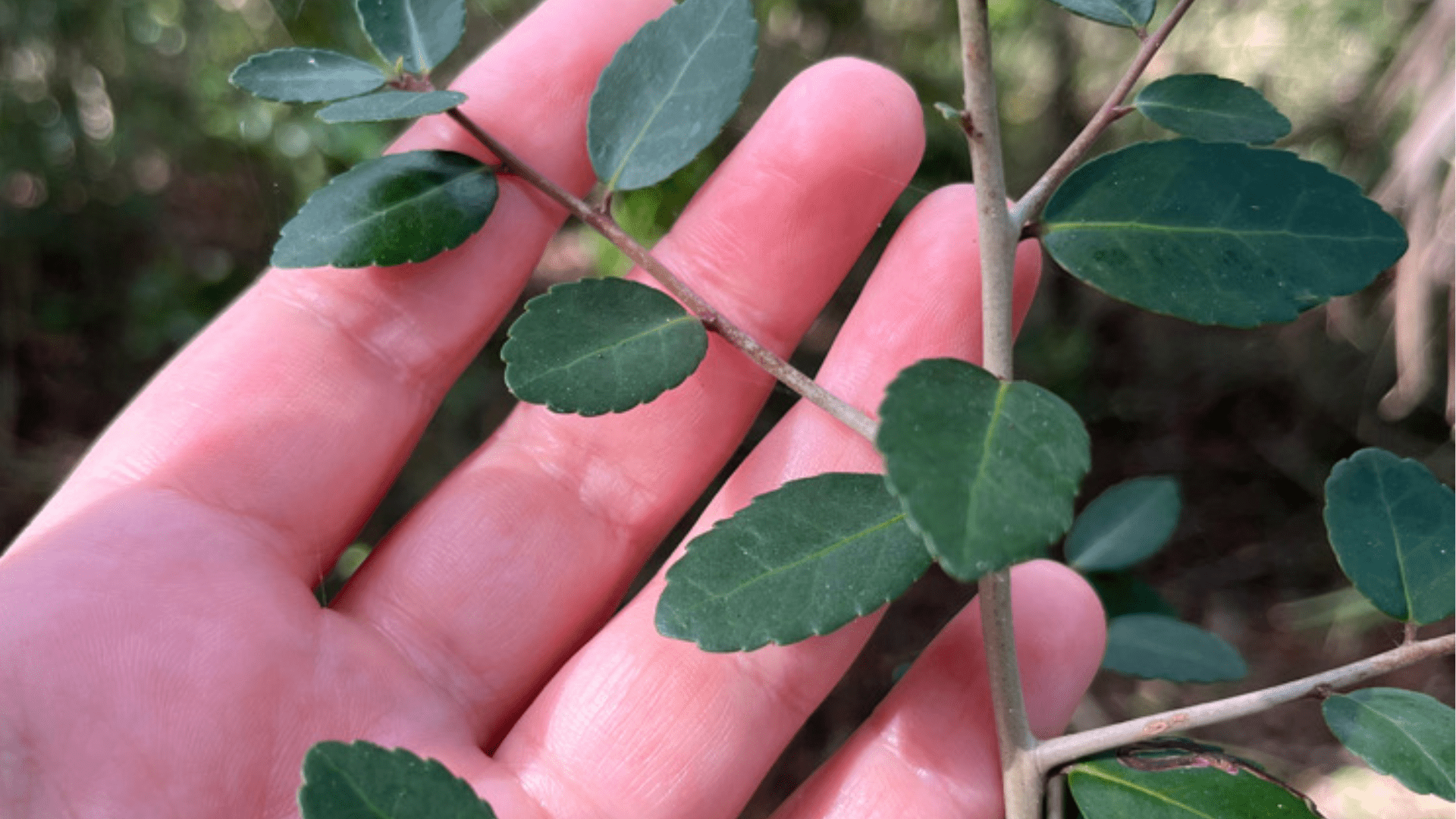 From Farm to Your Cup: The Story of Rise Yaupon's Sustainable Sourcing