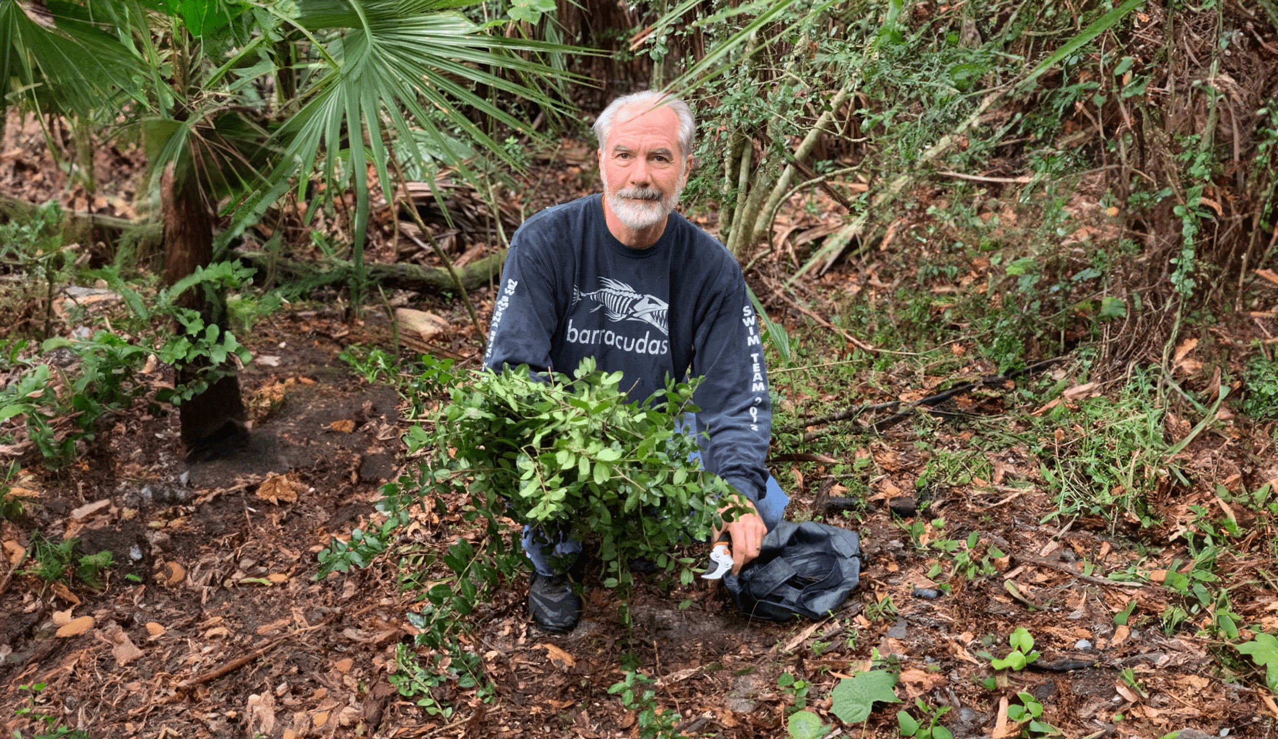 yaupon-holly-tea-guide