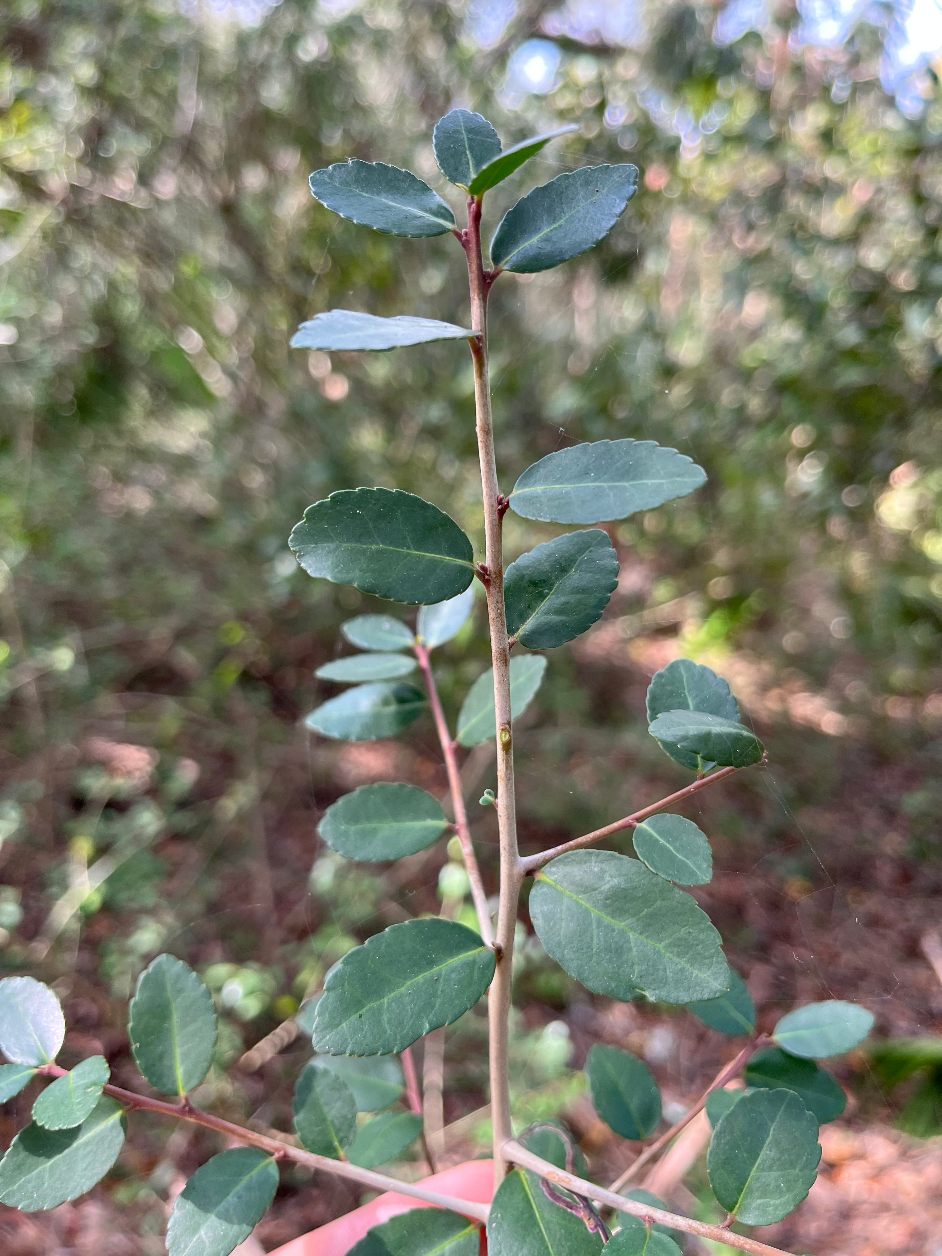 Wild_Yaupon_Holly_Tree